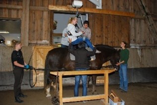 Eine Patientin wird auf Pferd gesetzt
