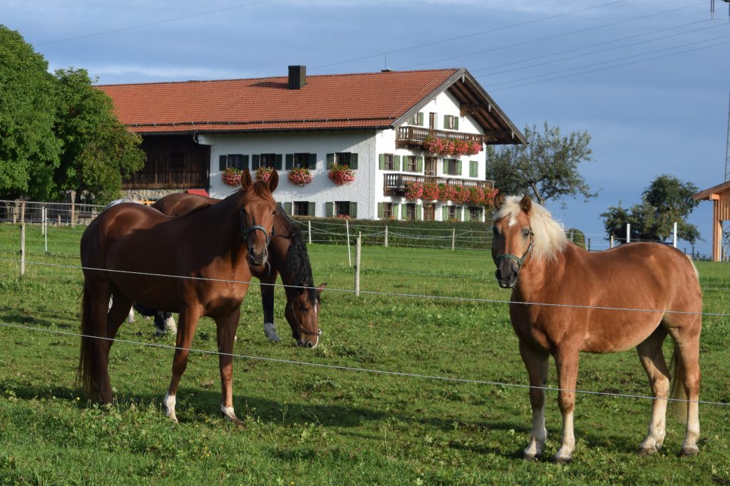 zwei Pferde mit dem Straußenhof im Hintergrund